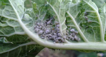 Zbavte se mšic na zahradě - nejlepší prostředky v lidech